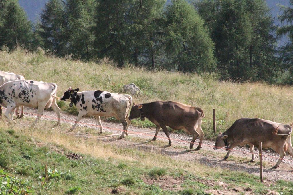 Вилла Nestalp Malga Campo Пейо Экстерьер фото